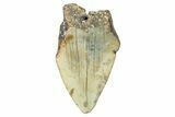 Partial, Fossil Megalodon Tooth - North Carolina #381545-1